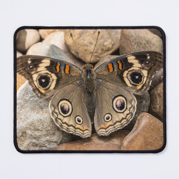 Item preview, Buckeye on The Trail designed and sold by Fultz-Brothers.