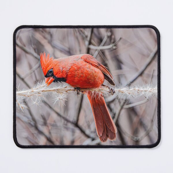 Item preview, Winter Cardinal designed and sold by Fultz-Brothers.
