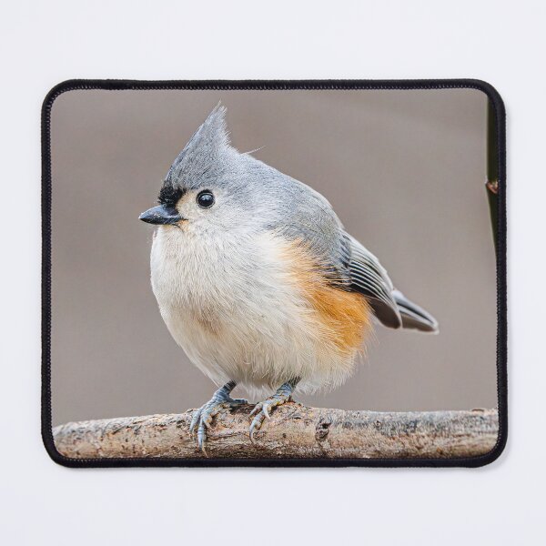 Item preview, Tufted Titmouse designed and sold by Fultz-Brothers.