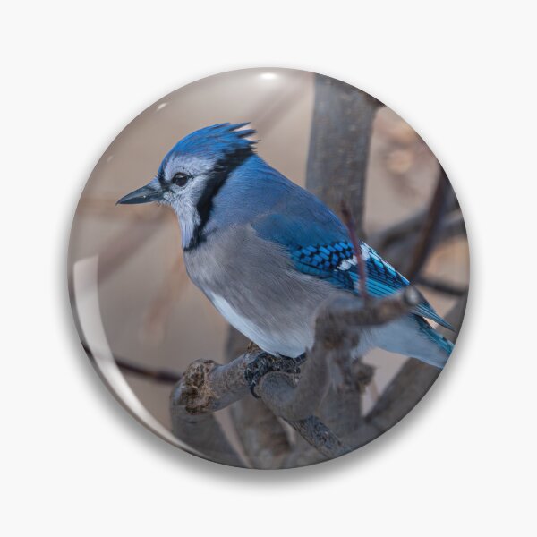 Item preview, Blue jay against an earthy background designed and sold by jsvachon.