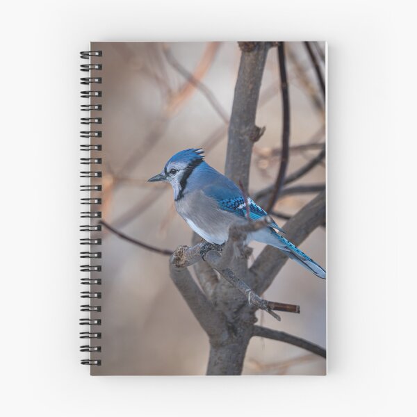 Item preview, Blue jay against an earthy background designed and sold by jsvachon.