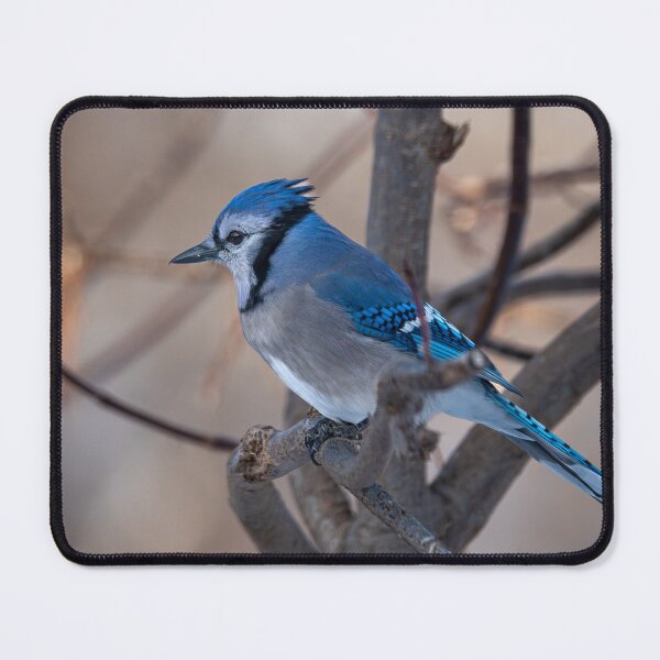Item preview, Blue jay against an earthy background designed and sold by jsvachon.