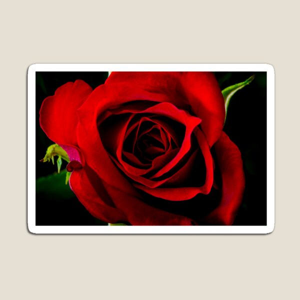 Red Rose Magnet