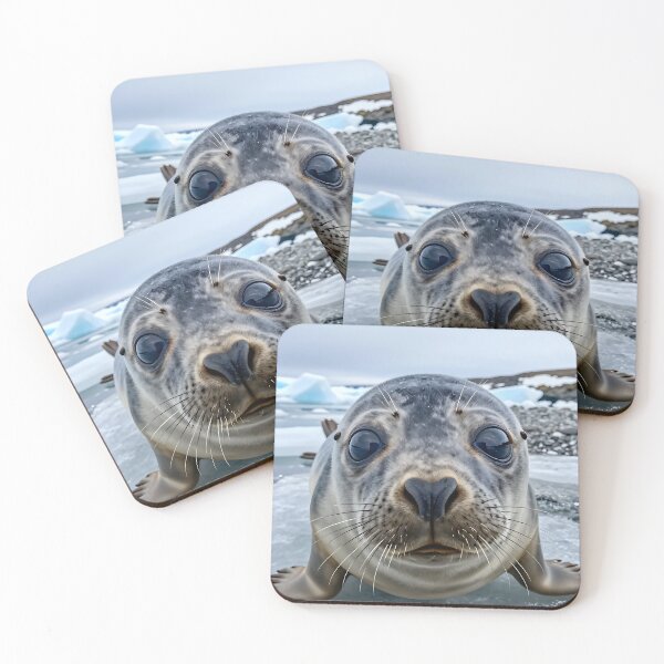 Item preview, Seal Pup – Icy Shore POV designed and sold by SteadyRolling.