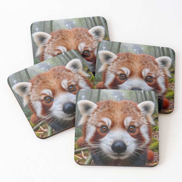 Item preview, Red Panda – Bamboo Forest POV designed and sold by SteadyRolling.