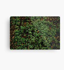 Texture vines with brick wall red bricks climbing green jungle vines and wild plants vintage eroded grunge style urban pattern Metal Print