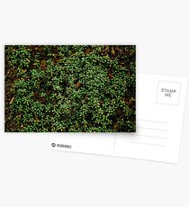 Texture vines with brick wall red bricks climbing green jungle vines and wild plants vintage eroded grunge style urban pattern Postcards
