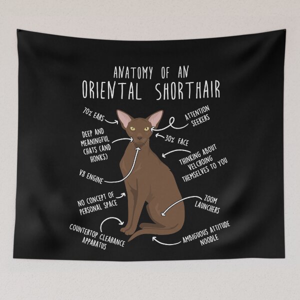 Item preview, Chestnut Oriental Shorthair Cat Anatomy designed and sold by Clara Hollins.
