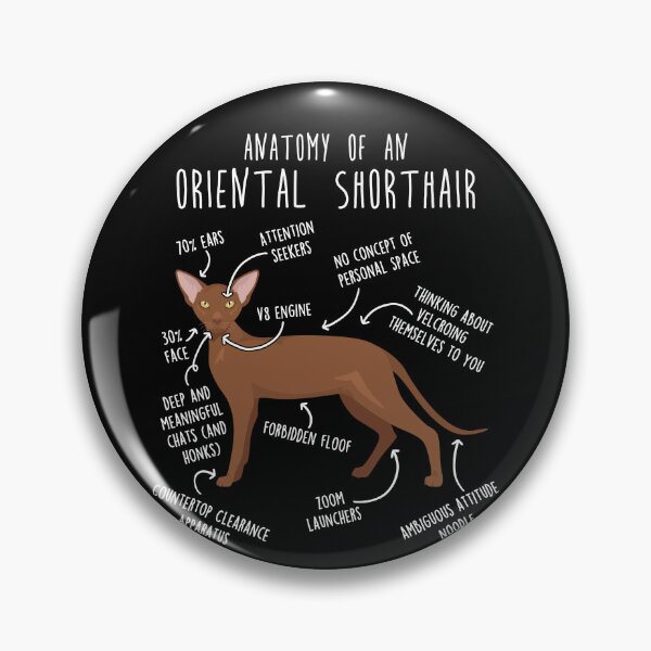 Item preview, Cinnamon Oriental Shorthair Cat Anatomy designed and sold by Clara Hollins.