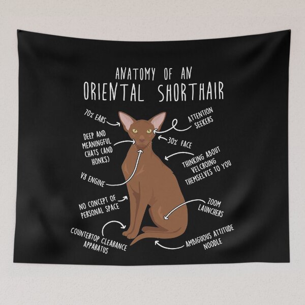 Item preview, Cinnamon Oriental Shorthair Cat Anatomy designed and sold by Clara Hollins.