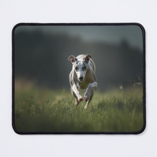 Item preview, A fast-moving Whippet racing on a grassy track, Dogs in Motion designed and sold by CDC40.