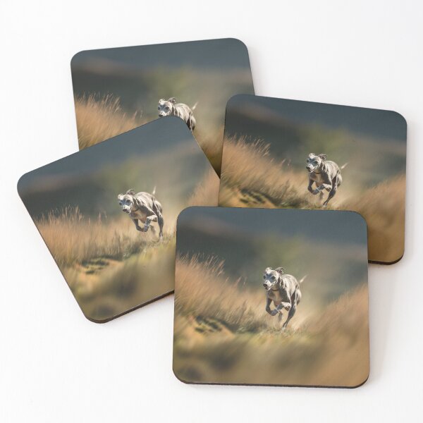 Item preview, A fast-moving Whippet racing on a grassy track, Dogs in Motion designed and sold by CDC40.