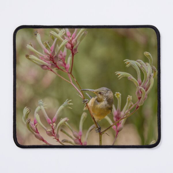 Item preview, Eastern Spinebill amongst kangaroo paw designed and sold by Luke Foster.