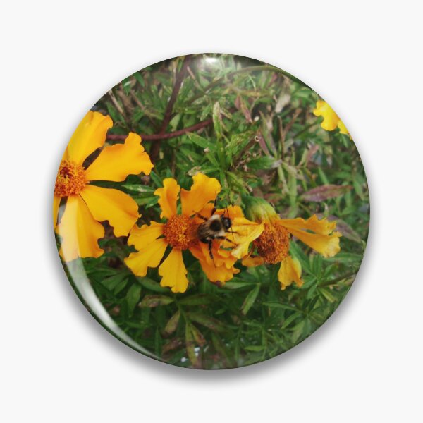 Item preview, Bee Resting In a Gold Flower Photograph designed and sold by lucille-ellen.