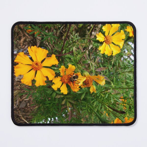 Item preview, Bee Resting In a Gold Flower Photograph designed and sold by lucille-ellen.