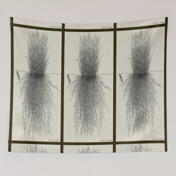 Item preview, Carex elata - Botanical Drawing of the Plant and its Roots designed and sold by Groenendijk.