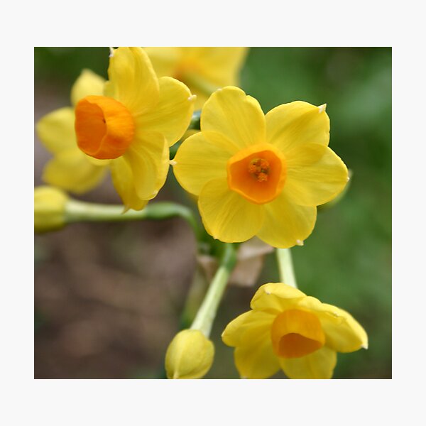 Item preview, Jonquils 2 designed and sold by Samantha Bailey.