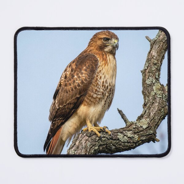 Item preview, Red-Tailed Hawk on Oak Branch designed and sold by Tridentulus.