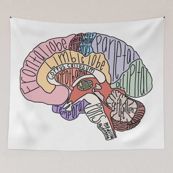 Item preview, Vintage Labeled Brain Anatomy designed and sold by ColemanOlmos.