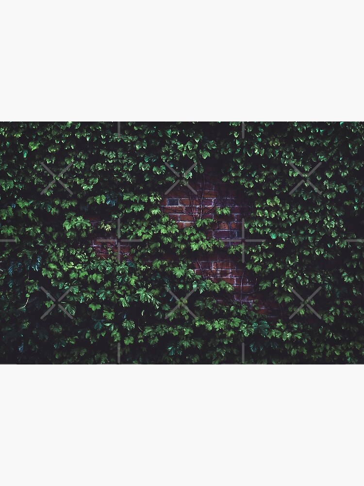 Texture Brick wall red bricks with climbing green vines and wild