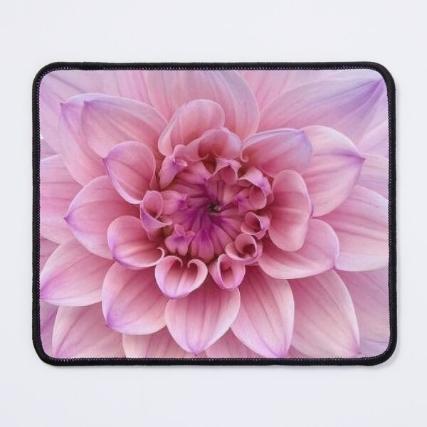 Item preview, pink Dahlia flower sticker designed and sold by inainart.