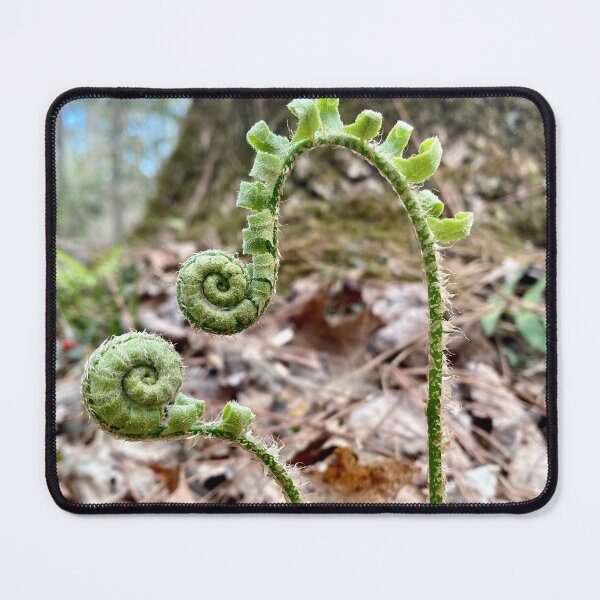 Item preview, Fiddlehead Fern designed and sold by AJFurey.