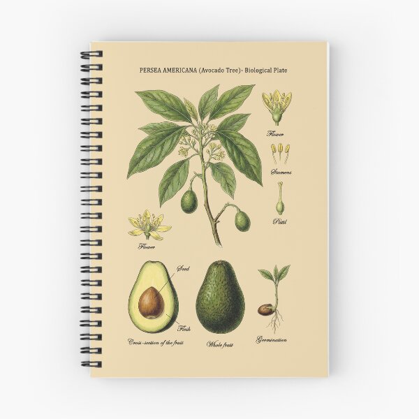 Item preview, Vintage Avocado Persea Americana Botanical Specimen Study designed and sold by capricedefille.