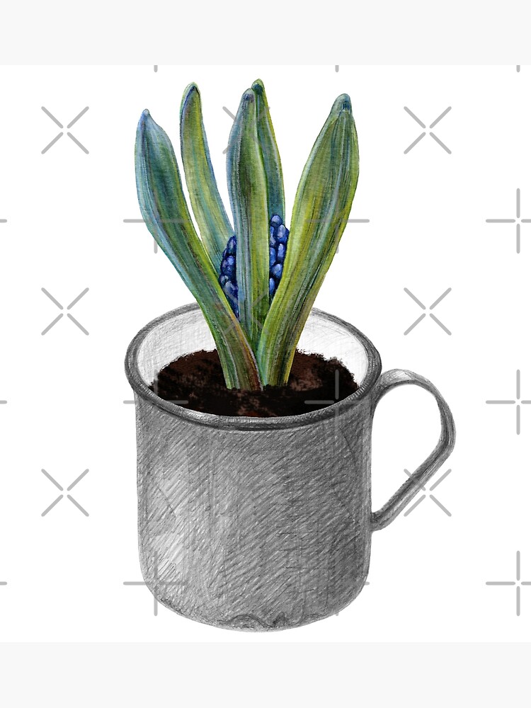 Hyacinth bud in a mug by stasia-ch