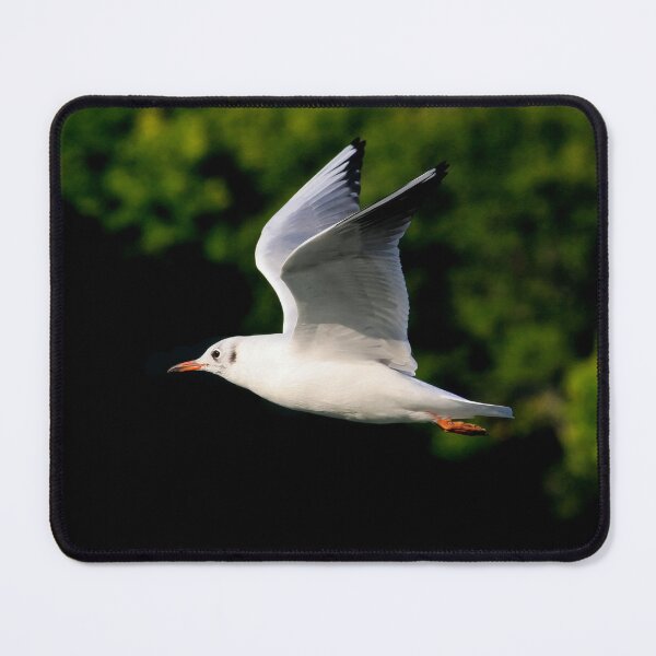 Item preview, Black headed gull in summer plumage designed and sold by AnthonyThomas.