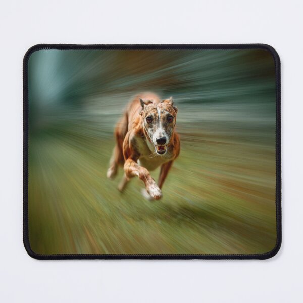 Item preview, A fast-moving Whippet racing on a grassy track, Dogs in Motion designed and sold by CDC40.