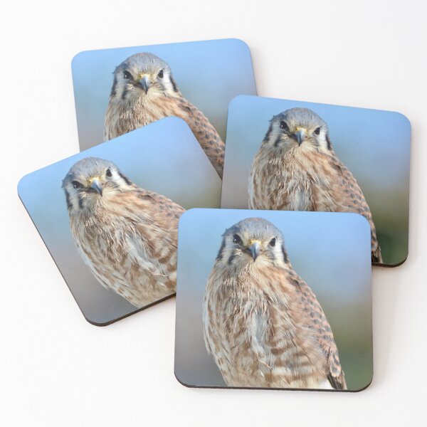 Item preview, American Kestrel Standing Proud designed and sold by richardbryce.