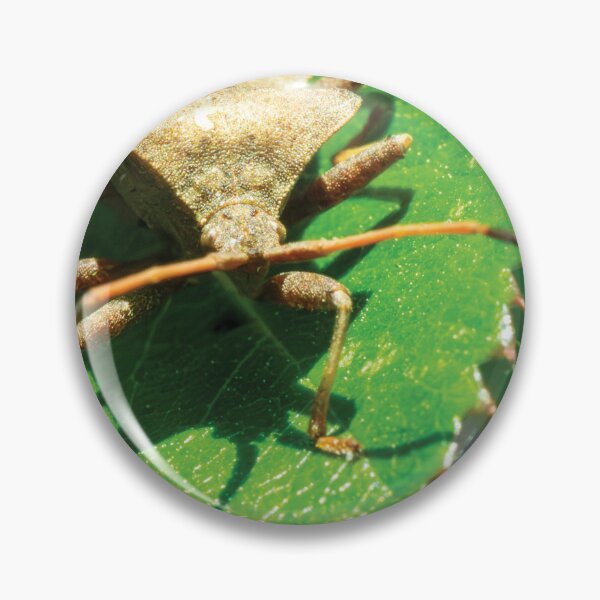 Item preview, Shield bug designed and sold by Damian Statham.