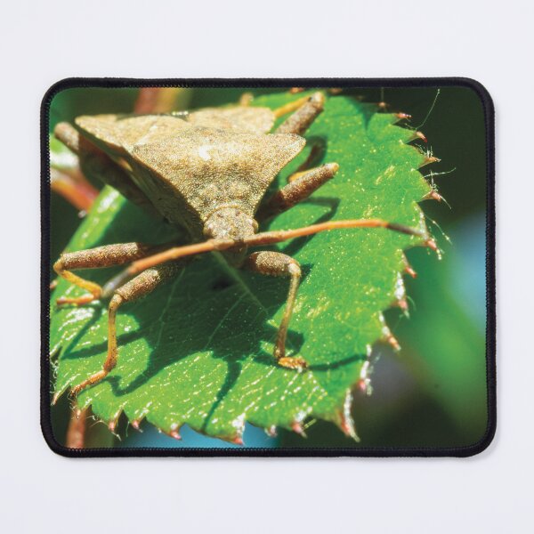 Item preview, Shield bug designed and sold by Damian Statham.