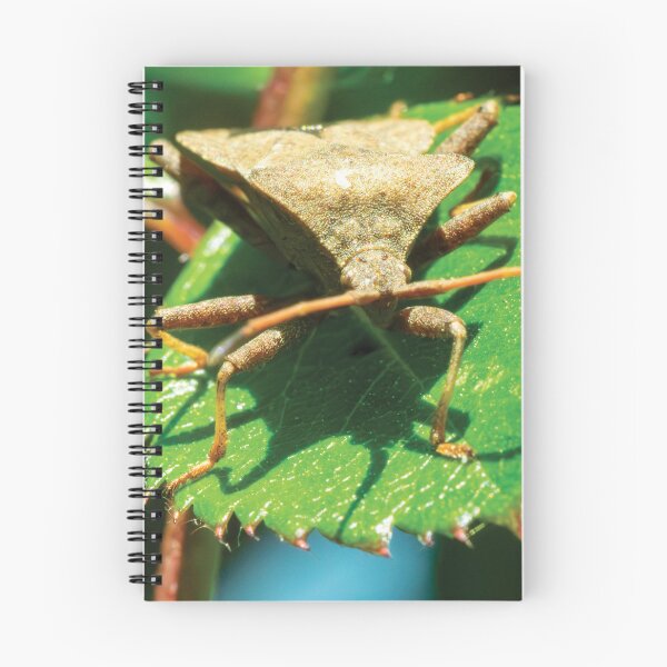 Item preview, Shield bug designed and sold by Damian Statham.