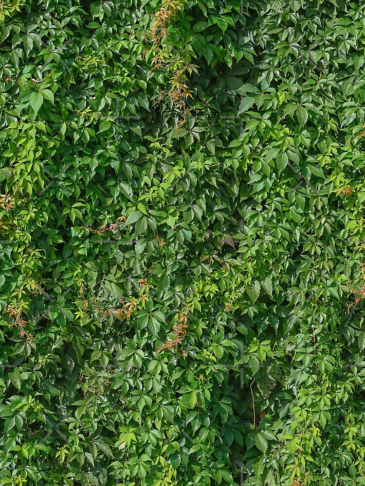 "Texture rich thick jungle Green vines and wild climbing plants natural