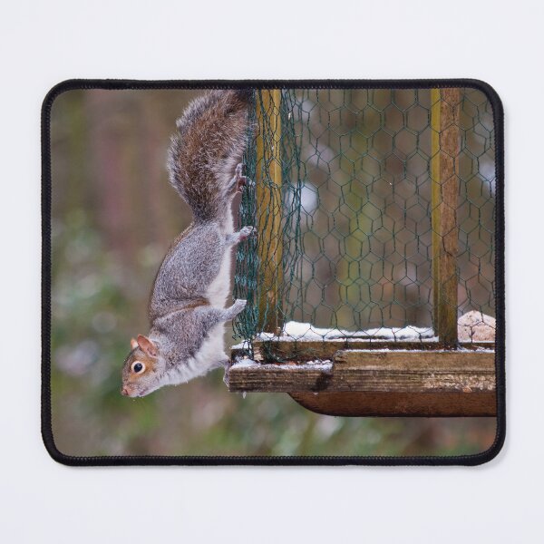 Item preview, Squirrel on show! designed and sold by Stephen Jarman.