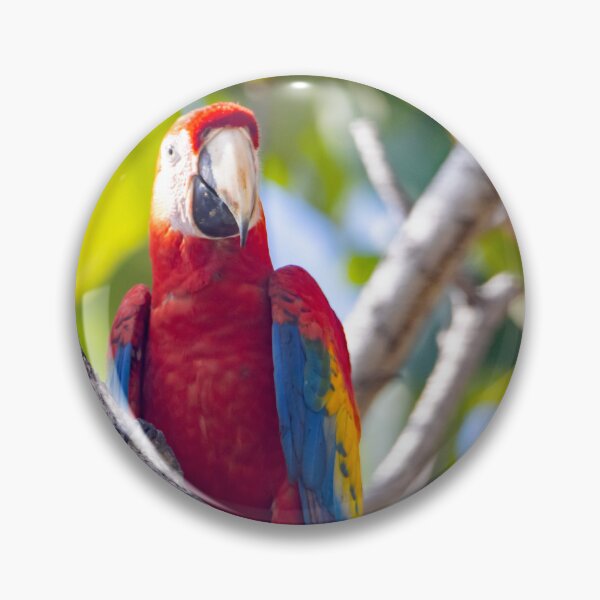 Item preview, Scarlet Macaw, Ara macao, in a tree designed and sold by Zosimus.