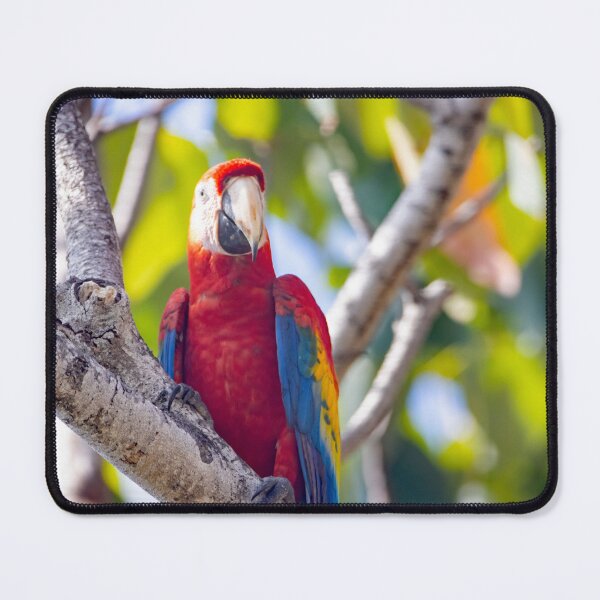 Item preview, Scarlet Macaw, Ara macao, in a tree designed and sold by Zosimus.