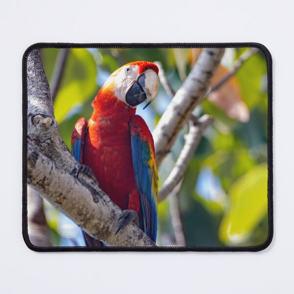 Item preview, Scarlet Macaw, Ara macao, in a tree designed and sold by Zosimus.