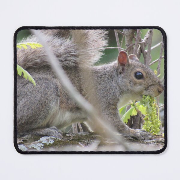 Item preview, A Hungry Squirrel designed and sold by neilfbhatia.
