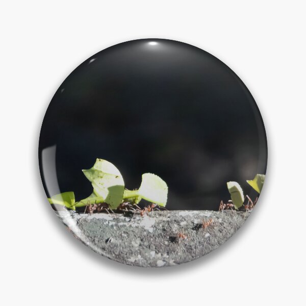 Item preview, Leafcutter ants, Atta cephalotes, designed and sold by Zosimus.