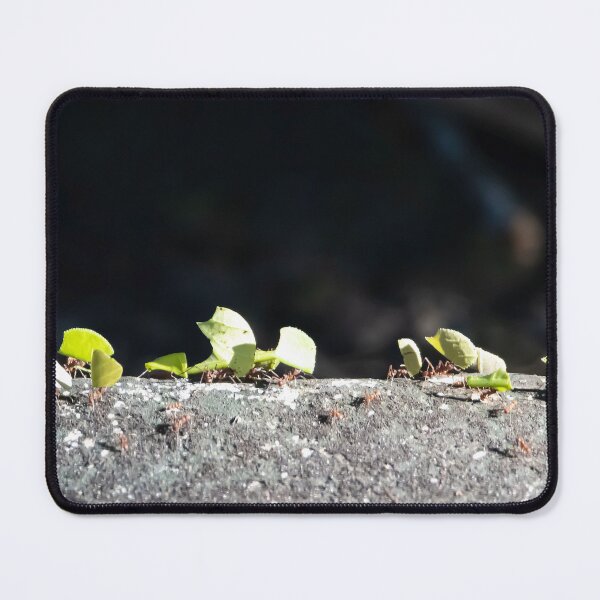 Item preview, Leafcutter ants, Atta cephalotes, designed and sold by Zosimus.