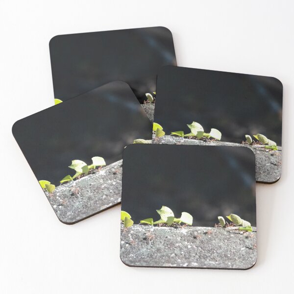 Item preview, Leafcutter ants, Atta cephalotes, designed and sold by Zosimus.