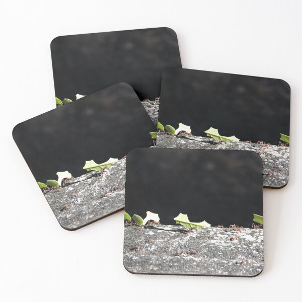Item preview, Leafcutter ants, Atta cephalotes designed and sold by Zosimus.