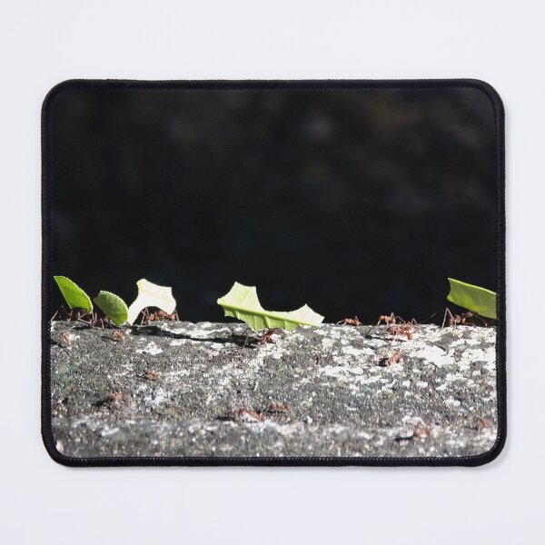 Item preview, Leafcutter ants, Atta cephalotes designed and sold by Zosimus.