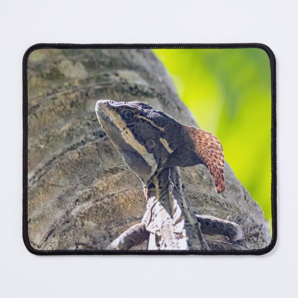 Item preview, Common basilisk, Basiliscus basiliscus designed and sold by Zosimus.