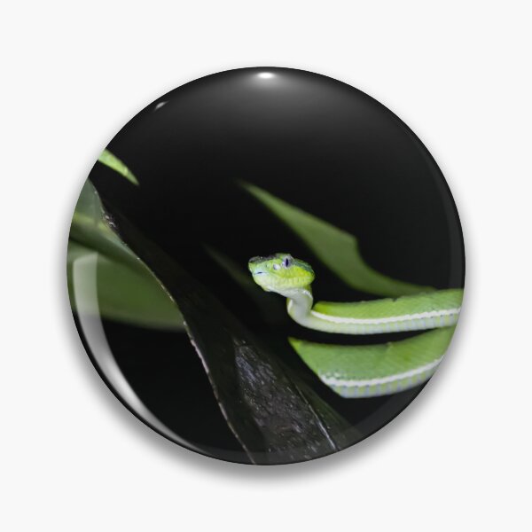 Item preview, Side striped palm pitviper, Bothriechis lateralis designed and sold by Zosimus.