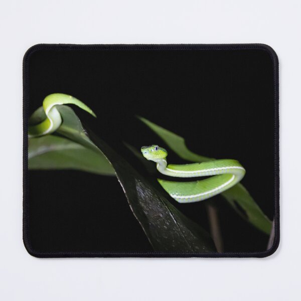 Item preview, Side striped palm pitviper, Bothriechis lateralis designed and sold by Zosimus.