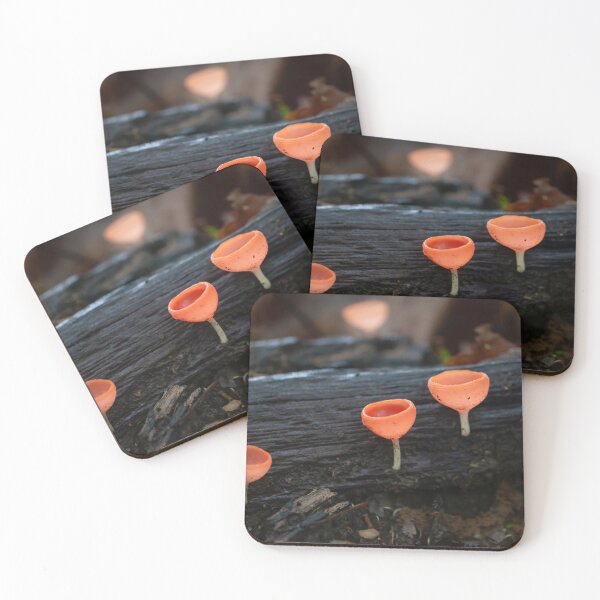 Item preview, The fungus species Cookeina speciosa designed and sold by Zosimus.