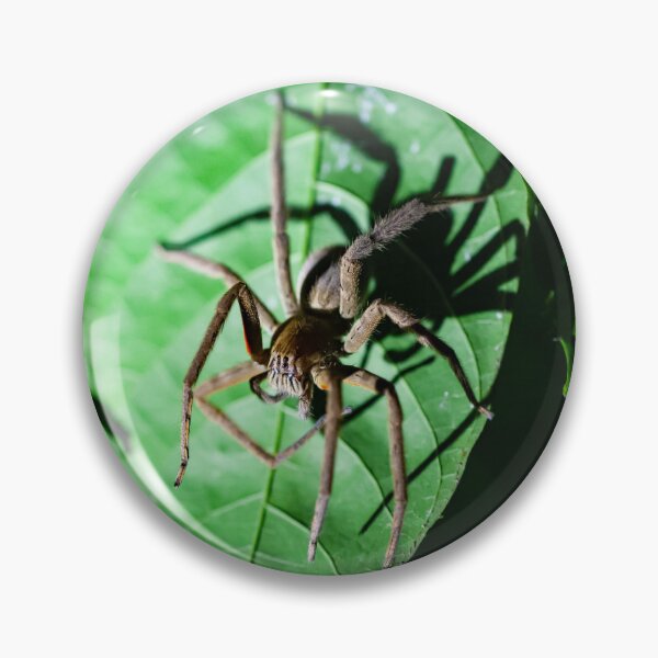 Item preview,  Red-legged Wandering Spider, Cupiennius coccineus designed and sold by Zosimus.